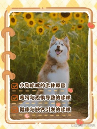 狗狗产后缺钙症状？狗狗产后缺钙怎么补钙（最新）