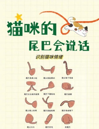 猫咪尾巴长好还是不好？猫咪尾巴很长说明什么（最新）