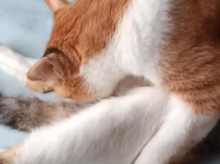 猫咪生宝宝的前兆，猫咪生宝宝的前兆图片？