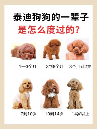 泰迪狗狗能活多少年？泰迪狗能活多长时间?（最新）