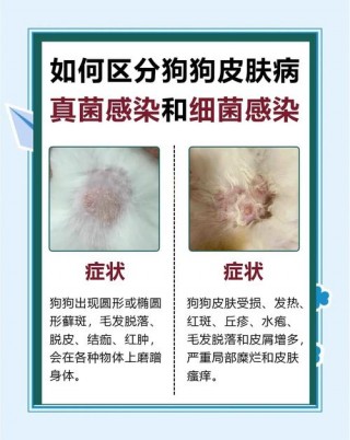 婴儿可以接触狗狗吗，（新生儿能接触狗狗吗）