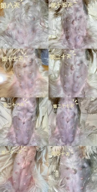 狗狗怀孕脾气会暴躁吗？狗狗怀孕后脾气暴躁（最新）