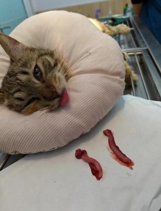 猫咪绝育后不吃不喝，（猫咪绝育后不吃不喝没精神会不会死掉了吗）
