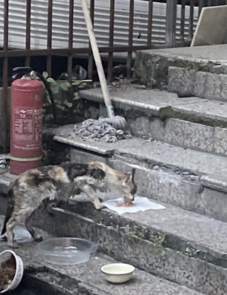 猫咪能吃石榴吗？猫咪能吃石榴吗?（最新）