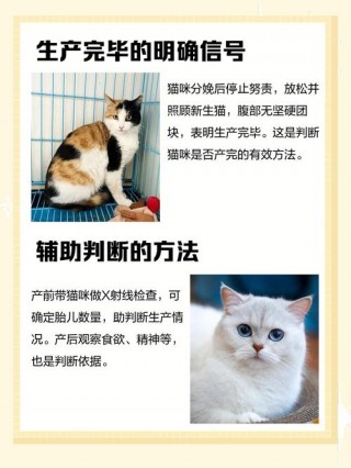 怎样判断猫咪生产完了？怎样判断猫咪生产完了没有（最新）