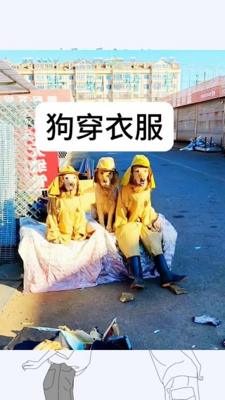 给狗狗穿衣服好吗？给狗狗穿衣服好不好（最新）