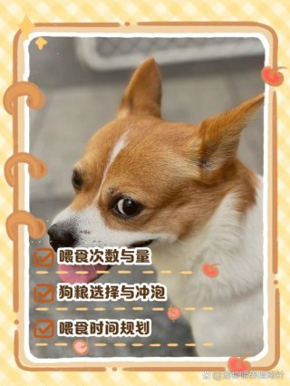 狗狗可以喝奶吗，（狗狗可以喝羊奶吗）