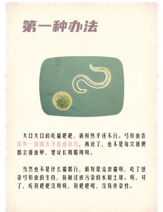 养狗狗怎么预防弓形虫？养狗狗怎么预防弓形虫的发生（最新）