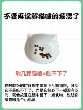 猫咪有几个脚趾，（猫咪到底有几个脚趾）