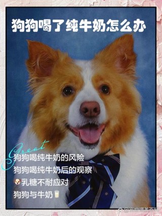 狗狗喝了牛奶怎么办，小狗狗喝了牛奶？