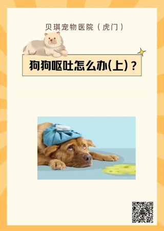 泰迪狗狗吐了怎么办，（泰迪狗吐了食物怎么办）