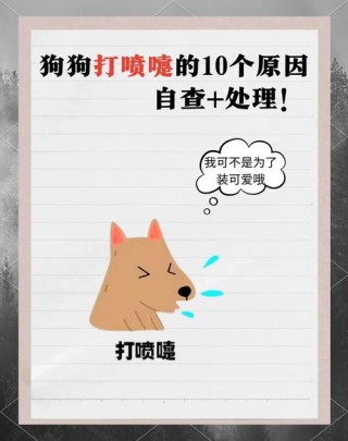 狗狗老是打喷嚏怎么回事？狗狗总是打喷嚏是怎么了（最新）