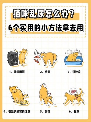 猫咪乱撒尿怎么办？猫咪乱撒尿是怎么回事（最新）