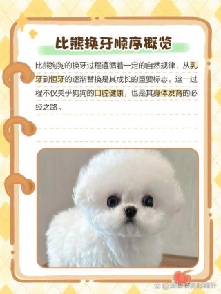 狗狗门牙掉了怎么办？狗狗门牙脱落（最新）