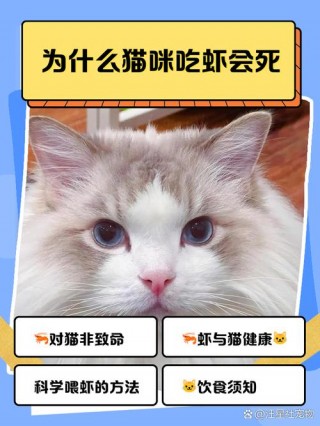 猫咪能吃虾头吗，（猫咪能吃虾头吗有毒吗）