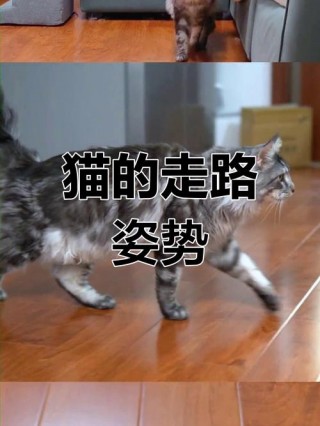 小猫咪多久可以走路？小猫咪多少天能走路（最新）