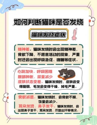 猫咪体温怎么测？猫咪体温测量几分钟（最新）