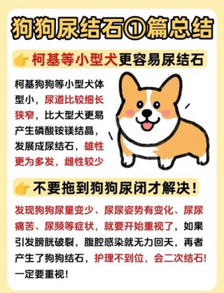 狗狗尿结石症状，（狗狗尿结石长什么样）
