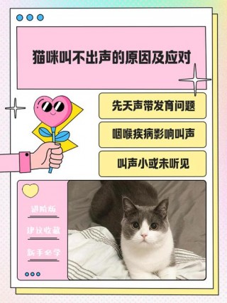 猫咪无声叫表示什么？猫咪无声叫表示什么心理（最新）