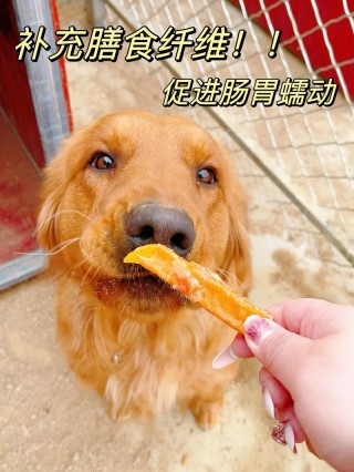 狗狗能吃红薯干吗？小狗狗能吃红薯干（最新）