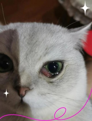 猫咪第三眼睑外露，（猫咪第三眼睑外露手术费多少钱）
