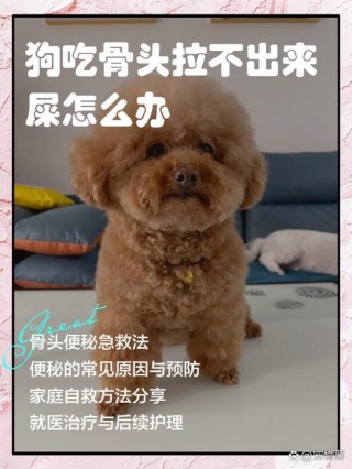 狗狗排便困难怎么办，怎么让狗马上拉大便？