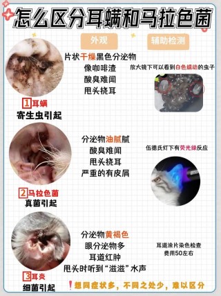 狗狗耳螨的症状，狗狗耳螨的症状有哪些？