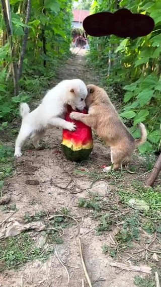 小狗狗可以吃西瓜吗？狗狗可以吃西瓜吗狗小狗（最新）