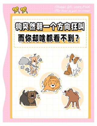 狗狗对你叫是什么意思，（狗狗对你叫是什么意思啊）