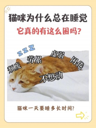 猫咪每天睡多久，猫咪每天睡多久觉？