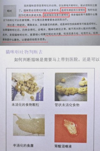 猫咪吃完猫粮就吐，（猫一吃猫粮就吐怎么办）