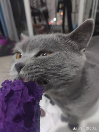 猫咪可以吃紫薯？猫咪可以吃紫薯不（最新）