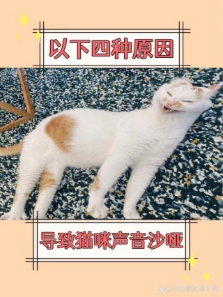 猫咪叫声沙哑怎么办，（猫咪叫声沙哑怎么办?）