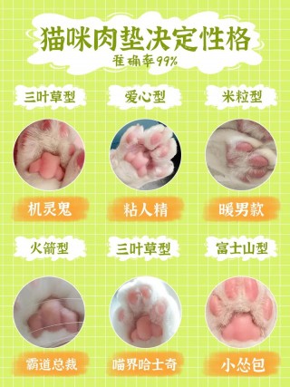猫咪脚垫看性格，（从脚垫判断猫咪性格好不好）