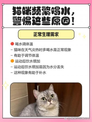 猫咪喝水多是怎么回事，（猫咪频繁喝水但是精神很好）