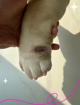 狗狗脚垫红肿怎么处理，（狗狗脚垫红肿怎么处理好）