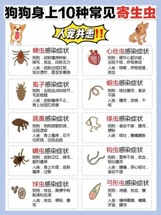 狗狗身上有寄生虫怎么办，（狗狗身上有寄生虫的症状是什么）