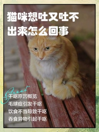 猫猫干呕是什么原因，（猫干呕是因为什么）