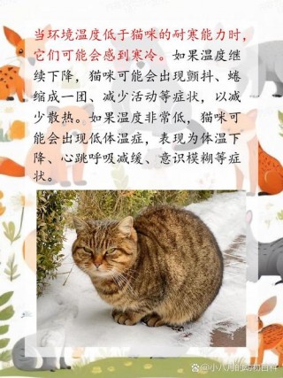 多少度猫咪会觉得冷？猫咪在多少度会冷（最新）