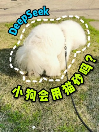 狗狗可以用猫砂吗，（狗狗可不可以用猫砂盆）