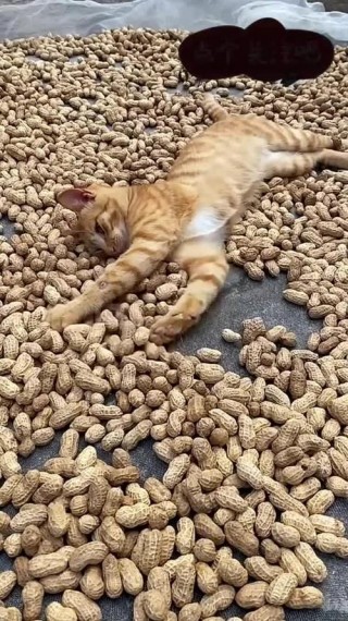 猫咪可以吃花生吗？猫咪可以吃花生吗为什么（最新）