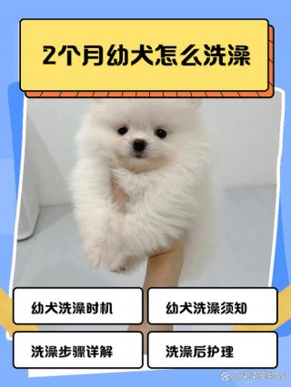 两个月大的狗狗可以洗澡吗，两个月大的狗狗可以给它洗澡吗？