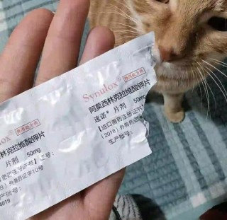 速诺片猫咪一次吃多少，（速诺片猫咪治疗什么的）