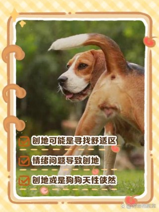 狗狗刨地板是什么意思？狗狗刨地板是什么意思?（最新）