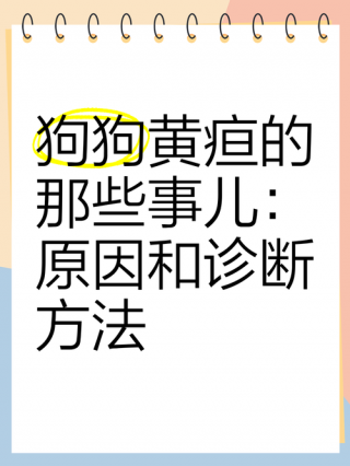 狗狗黄疸是怎么引起的，（狗狗黄疸怎么办）