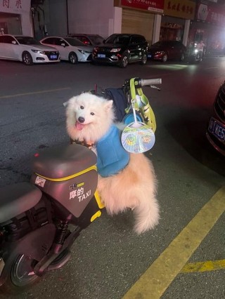 怎么教狗狗坐电动车，（怎么让狗学会坐电动车）