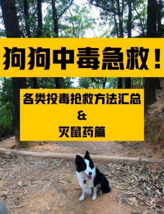 狗狗吃了老鼠药多久发作，狗狗吃了老鼠药多长时间发作？