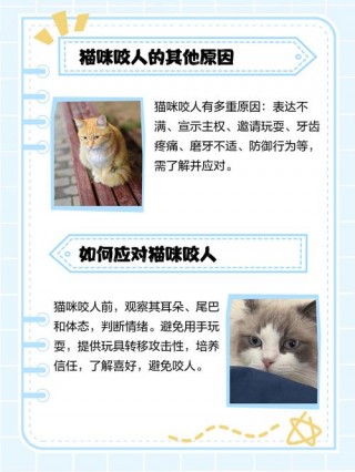 猫咪为啥喜欢咬人，（猫咪为何喜欢咬人）