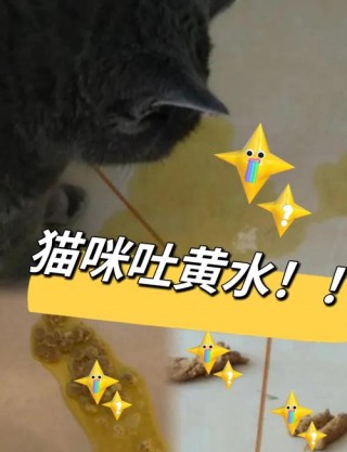 猫咪吐黄水能自己好吗，猫吐黄水,一招搞定？