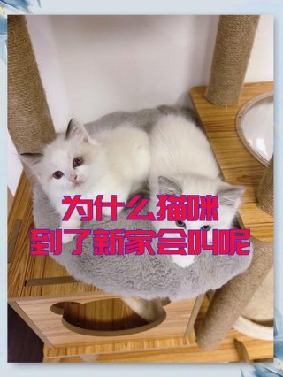 猫咪到新家一直叫，猫咪到新家一直叫不吃东西？